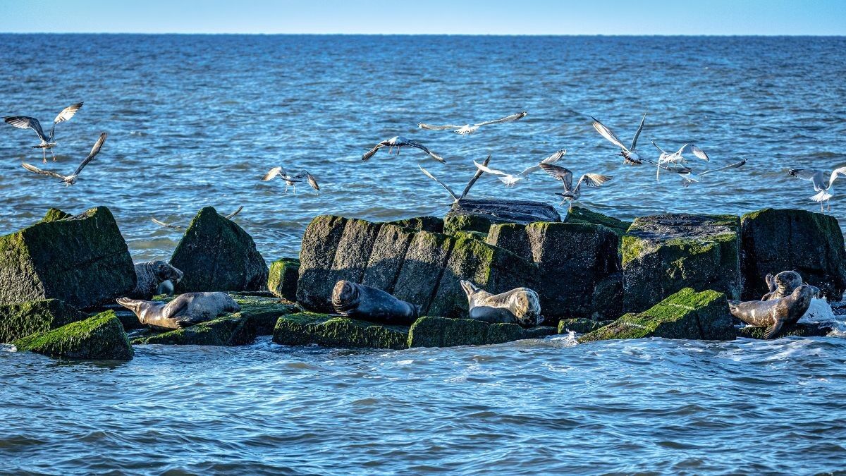 Birding Weekend_Seals Sunbathing_Scoters, Seals & Slightly Mightys boat trip 20210130_Matthew Trucks, See Scape Exposures